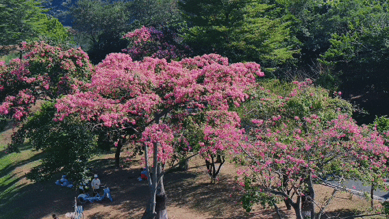 最美松湖｜秋冬花界“天花板”，快来这些地方赏异木棉