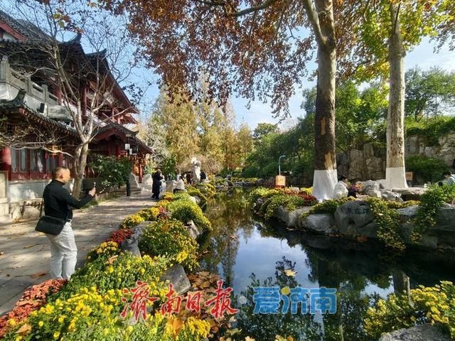 一年四季 泉在济南丨泉畔初冬，被菊花镶上了“金边”