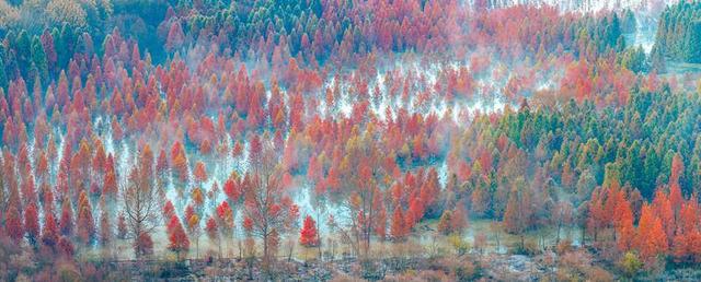 昆明甸尾村：多彩水杉护水源