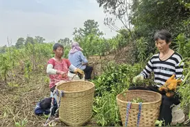 采摘正当时 内江隆昌市 1.4万亩青花椒迎丰收图片