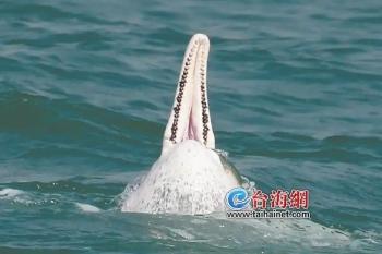 10头中华白海豚成为“厦门生态市民”