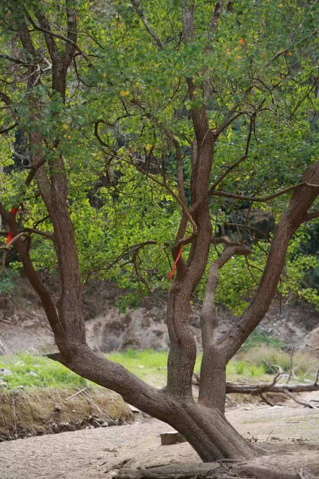 晚潮｜绿野仙踪，千岛湖牧心谷徒步