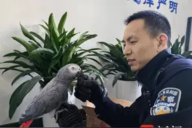市民捡到“大个子”鹦鹉，竟是保护动物图片