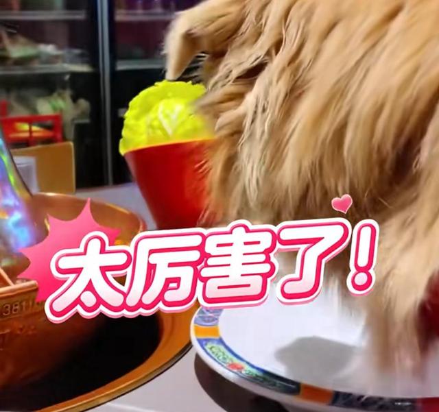 宠物狗饭店上桌吃肉？商家停业整顿，最新回应……