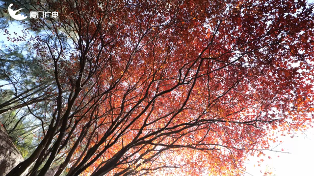 不必北上也能赏红叶？厦门这处打卡点火了！园方紧急提醒→
