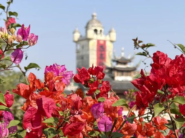 古镇与花海！开平冬日繁花绽放，侨乡美景当前