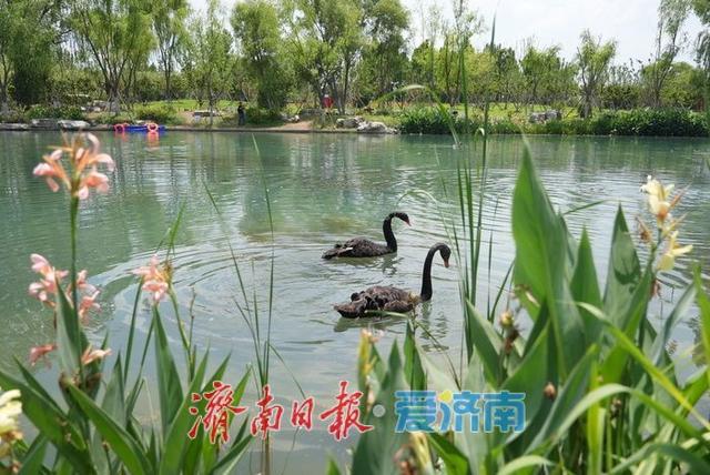一年四季 泉在济南丨“白泉涌沙”景观再现 生态修复美景醉游人
