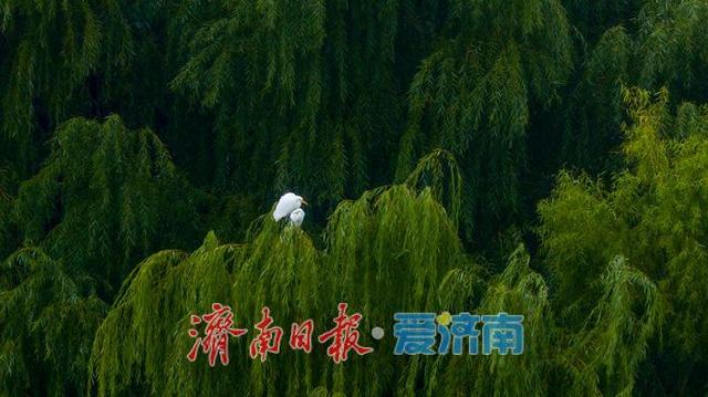 秋雨润湖景如画 鹭鸟翩跹映白云