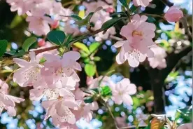 上海满大街都是！很多人中招，又喷嚏又手发痒，甚至“烂脸”图片