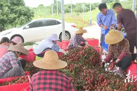 荔枝“小年”，阳西早熟品种抢“鲜”上市图片
