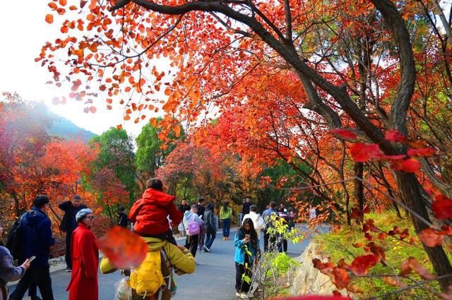 野餐、漂流、DIY！快来打卡红叶谷这份限时秋日浪漫