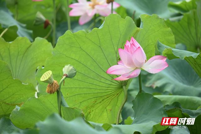 衡阳：荷韵悠悠入画来