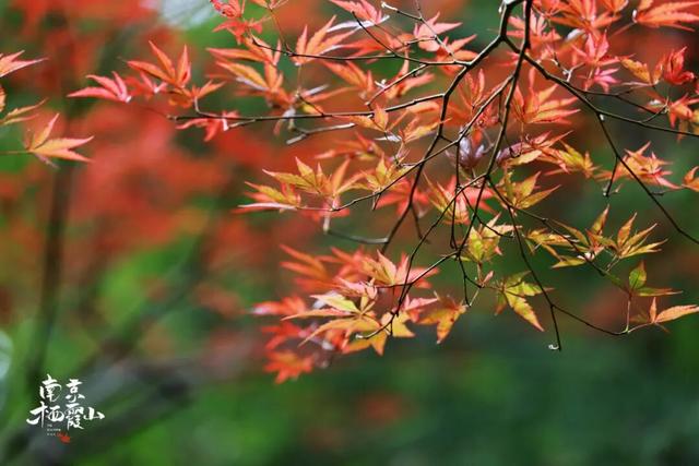 栖霞山红叶实拍+周末活动，不信你不动心！