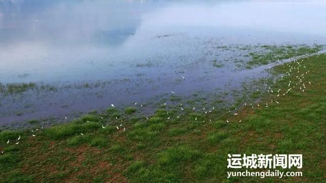 运城九大观鸟胜地邀你共赴冬日童话～