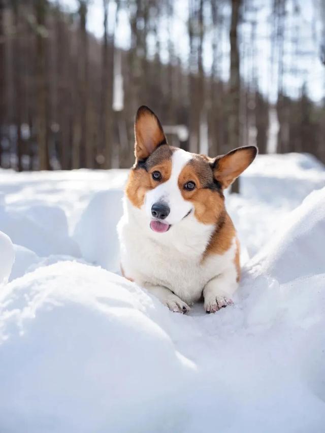 在嵩县找到了现实版「冰雪奇缘」！美到失语的白云山冬日