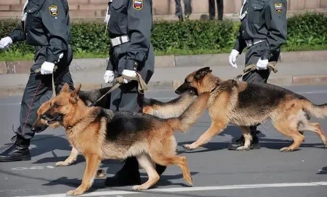 狗狗迷路怎么办？6个常见藏身之地与防走失的方法