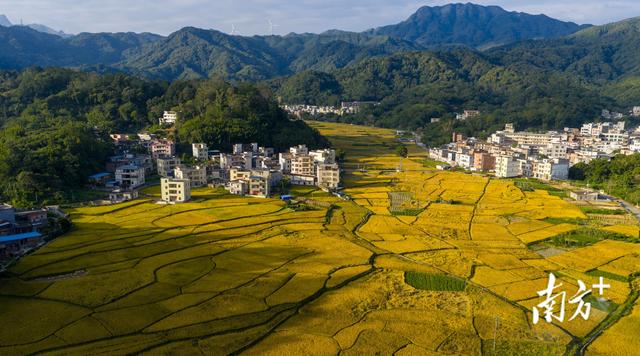 信宜北界：千亩稻田翻金浪，深秋乡村入画来