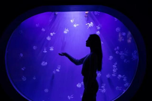 这才是青岛人私藏的城市封面！“醉美”红礁石、中国首个水族馆，年卡99元起畅玩！