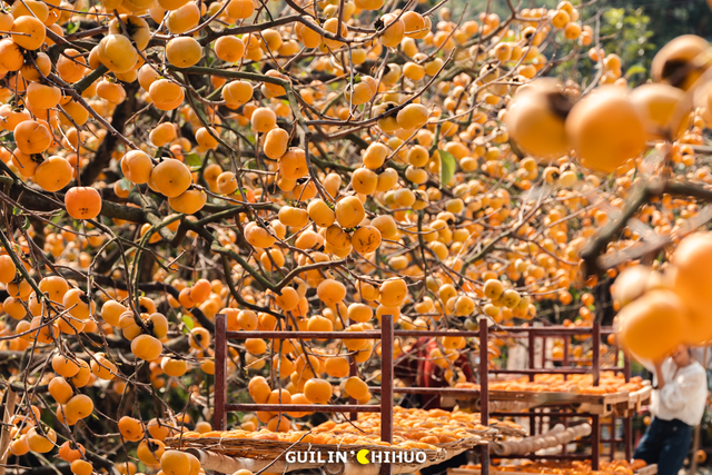 在桂林过大雪：暖汤、红柿、碧水…藏着南方冬日最惊艳的色彩