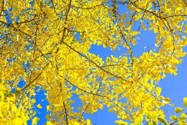 现存数量最多！赏银杏就来珠峰村