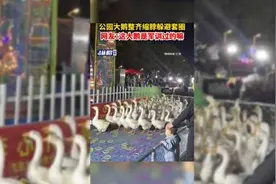 公园大鹅整齐缩脖躲避套圈，网友：这大鹅是军训过的嘛图片