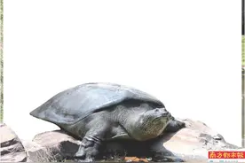 驮唐僧师徒渡河的神兽斑鳖 曾与恐龙为邻 全世界仅剩两只雄性图片