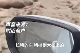 河南周口一街道上出现大量死猪，当地回应：拉猪车意外掉落，涉事司机被警方控制图片