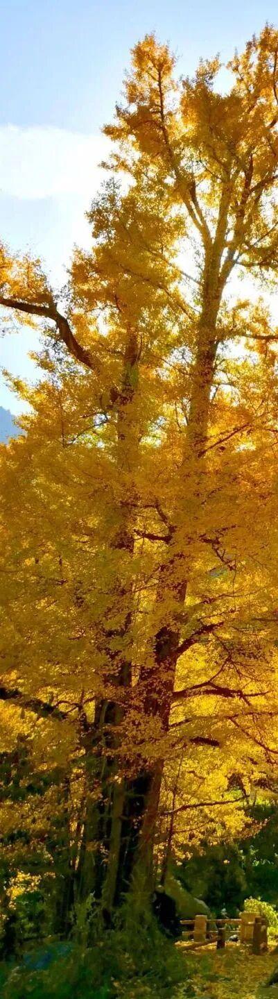 “刷爆”洛阳人朋友圈的金色，谁看谁心动～