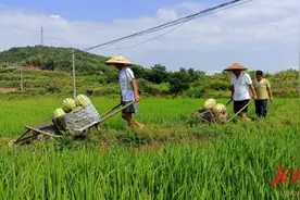 杏子铺镇： 在“贯彻”和“坚持”上下狠劲 乡村振兴再上新台阶图片
