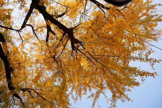 这6个淮南银杏绝美打卡地！码住刷爆朋友圈！