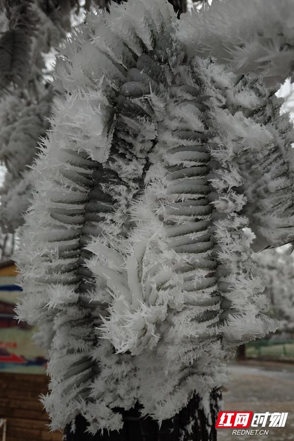 组图丨琼枝玉树映飞山 靖州雾凇绘就冬日诗画