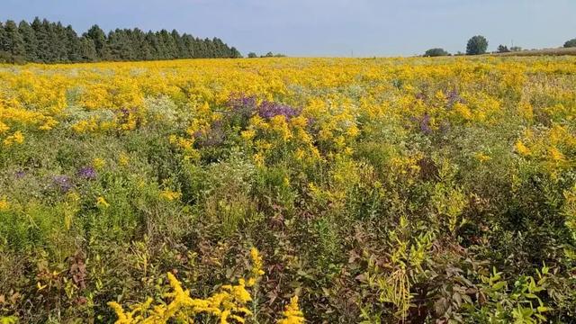 这个原产美国的物种，正疯狂侵占中国的农田、大规模屠杀动植物