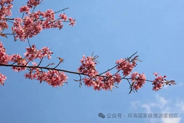 【冬季暖阳 凉山不凉】比春天先来的浪漫，是西昌的冬樱花