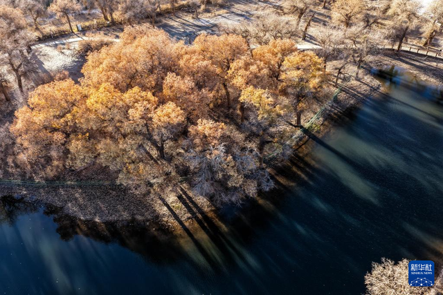 美丽中国丨额济纳：晚秋胡杨美