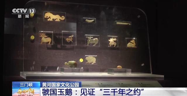 首批大天鹅已抵达！来三门峡黄河湿地赴一场生态与文化之约