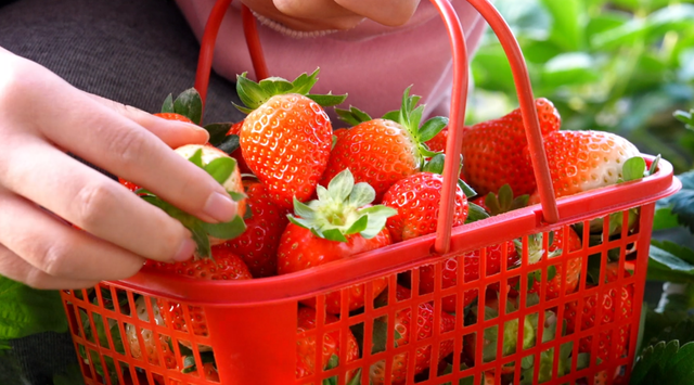 冬日甜蜜预警！永宁草莓采摘季来啦~
