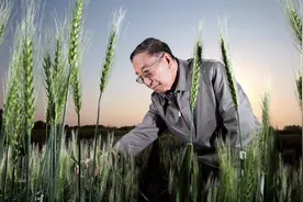 从野草中寻找抗病基因图片