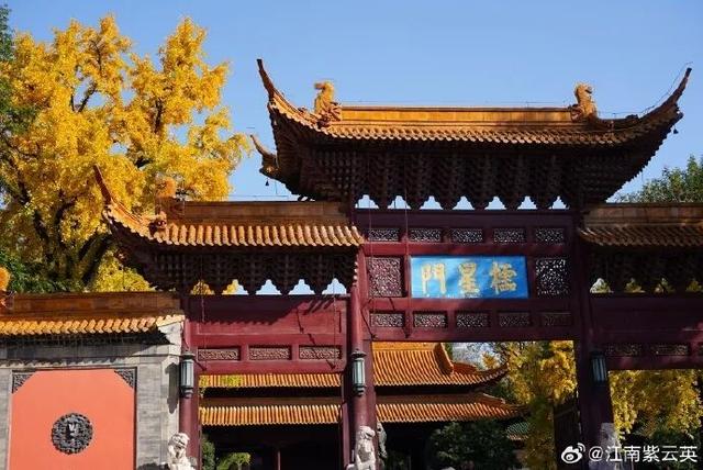 “西红柿炒蛋树”排队？快来秦淮开启“金黄时刻”！