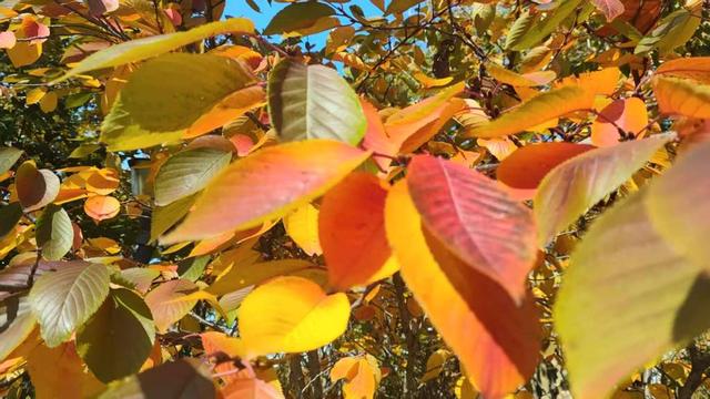 市民身边的多彩乐园，岛城口袋公园进入最美季节