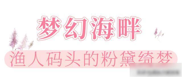 【乐游烟台】美到犯规！直击烟台各地粉黛花海实况