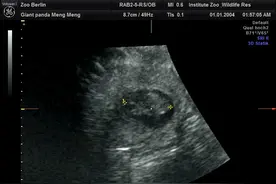 最新官宣：大熊猫“梦梦”又怀上了！还是双胞胎！图片