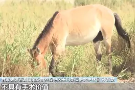 “生活”与“生存”！来看“马坚强”和小伙伴的故事图片