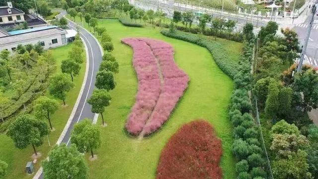 想拍秋日童话照？这里有大片的“粉红海洋”→
