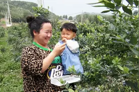 河南叶县：蓝莓硕果挂枝头 “莓”好生活有甜头图片