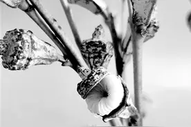 花儿开在果子里图片