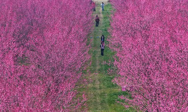 春暖中国｜万物生辉时：鲜花次第开，芬芳入画来