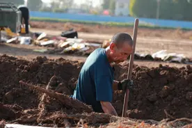 霜降过后果实甜，挖出手腕粗细近1米长的“山药王”图片