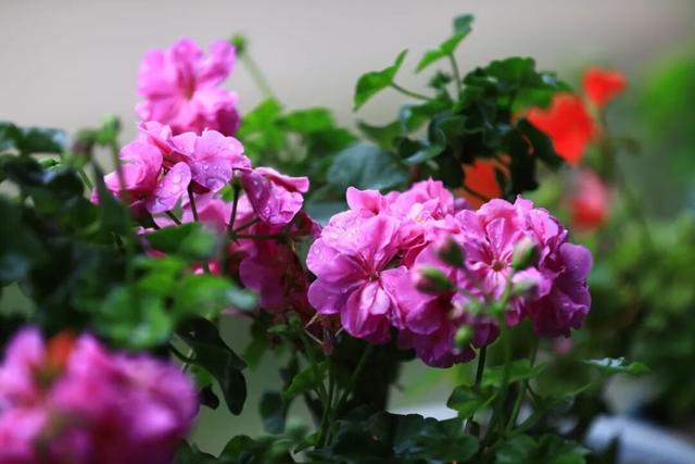 秋天的陇南，有什么好看的？