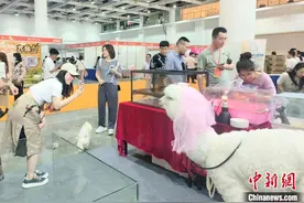 精细化消费加速孕育宠物经济新职业图片