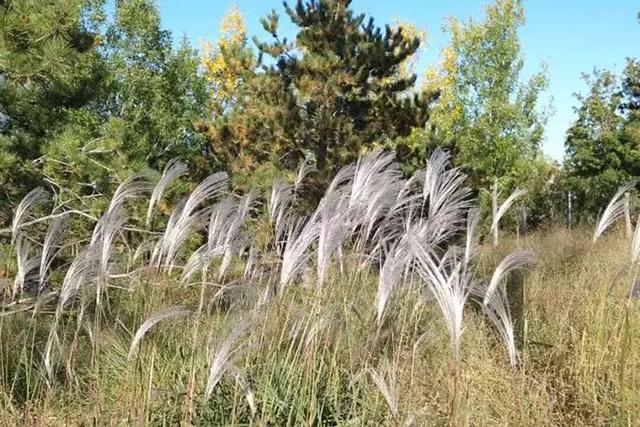 太美了！去北京这里赏“漫山红叶”｜周末京郊微度假
